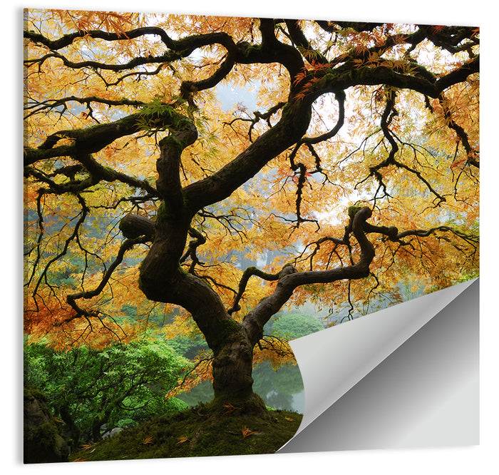 Japanese Autumn Maple Wall Art as a poster print