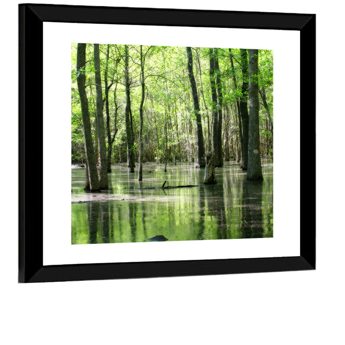 Sunlit Swamp Forest Wall Art as a framed print
