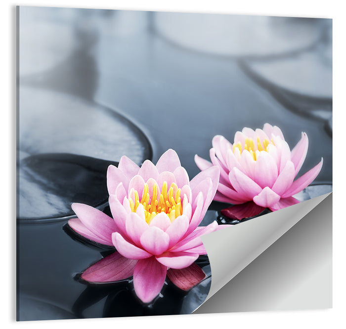 Pink Water Lilies Wall Art as a poster print