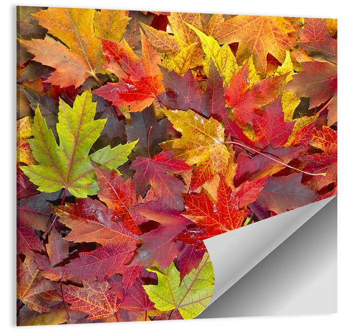 Autumn Maple Leaves Close-up Wall Art as a poster print