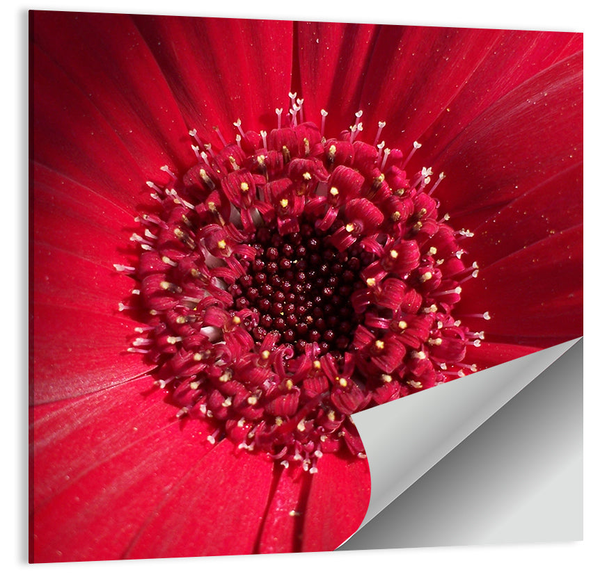 Red Gerbera Daisy Macro Close Up Wall Art