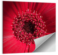 Red Gerbera Daisy Macro Close Up Wall Art