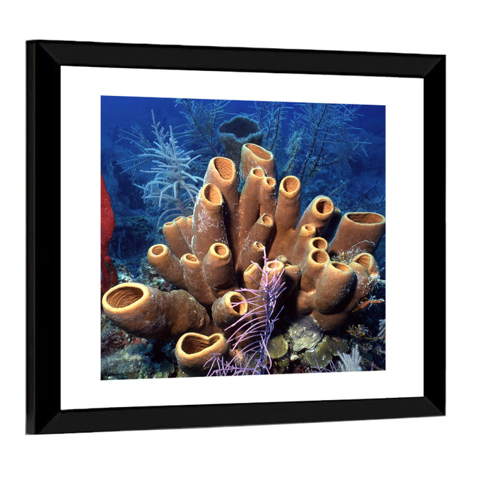 Belize Reef Sponge Scene Wall Art as a framed print
