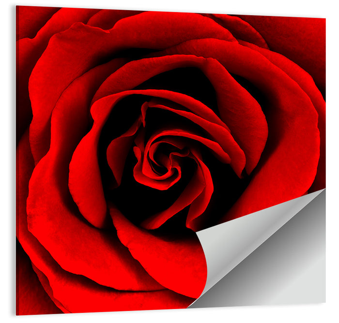 Velvety Red Rose Close-up Wall Art as a poster print