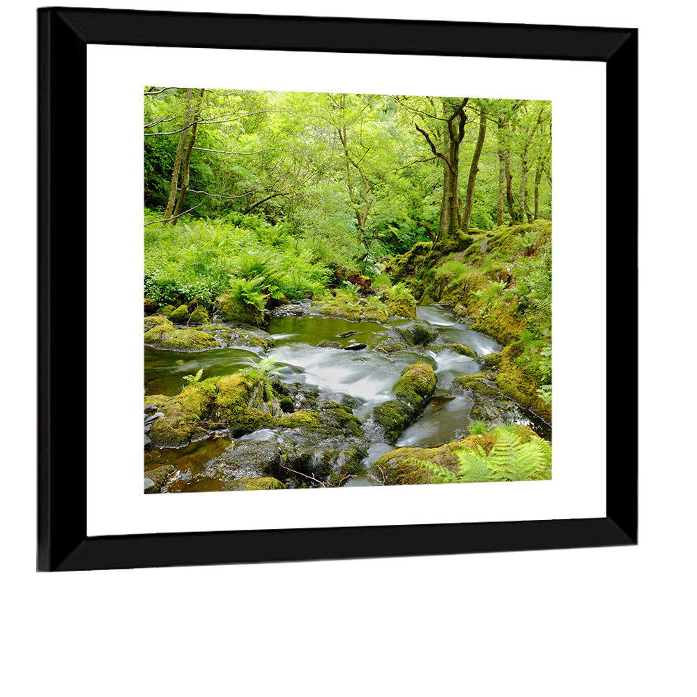 Forest Stream Wall Art