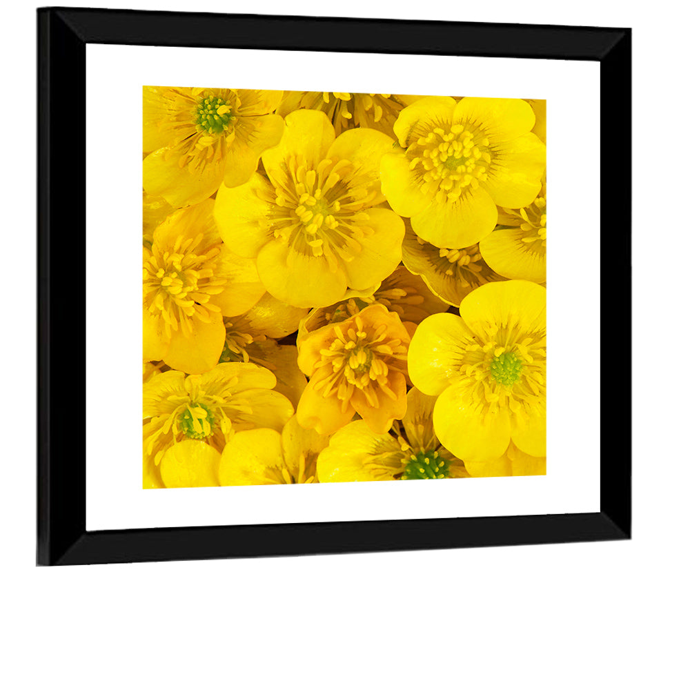 Yellow Buttercup Close-up Wall Art
