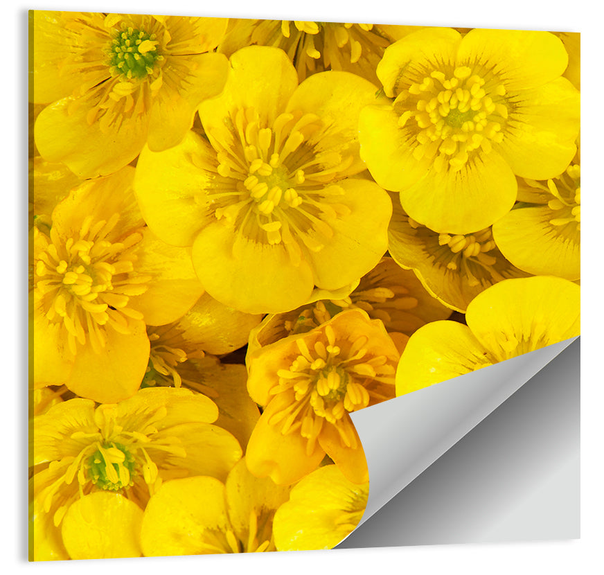 Yellow Buttercup Close-up Wall Art