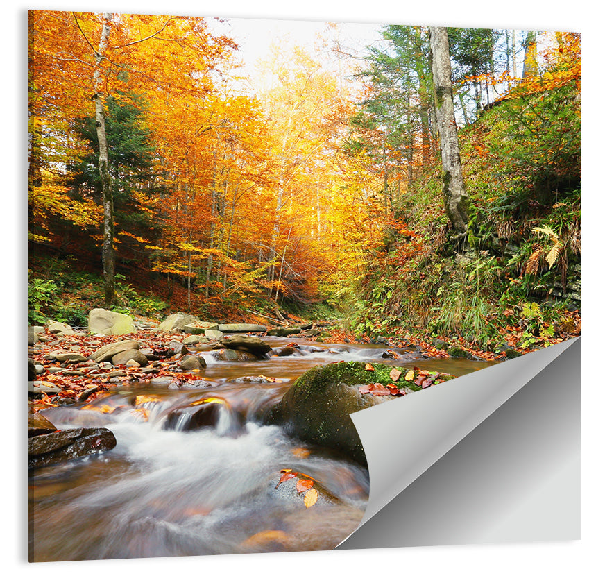 Forest Stream in Autumn Wall Art