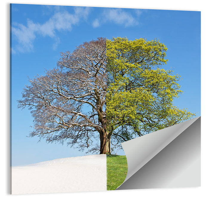 Split Season Tree Landscape Wall Art as a poster print