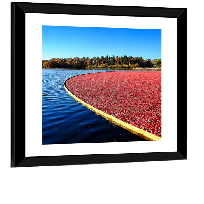 Flooded Cranberry Bog Wall Art as a framed print