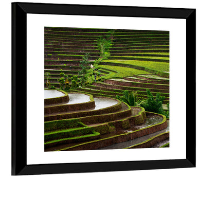 Rice Terraces Wall Art