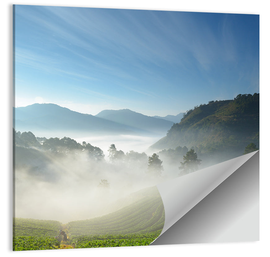 Sunlit Terraced Tea Hills Wall Art