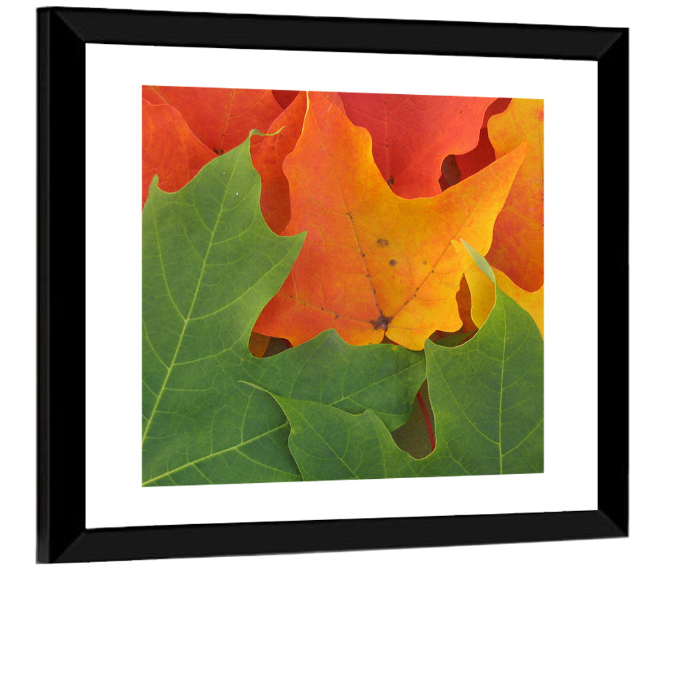 Leaves Wall Art