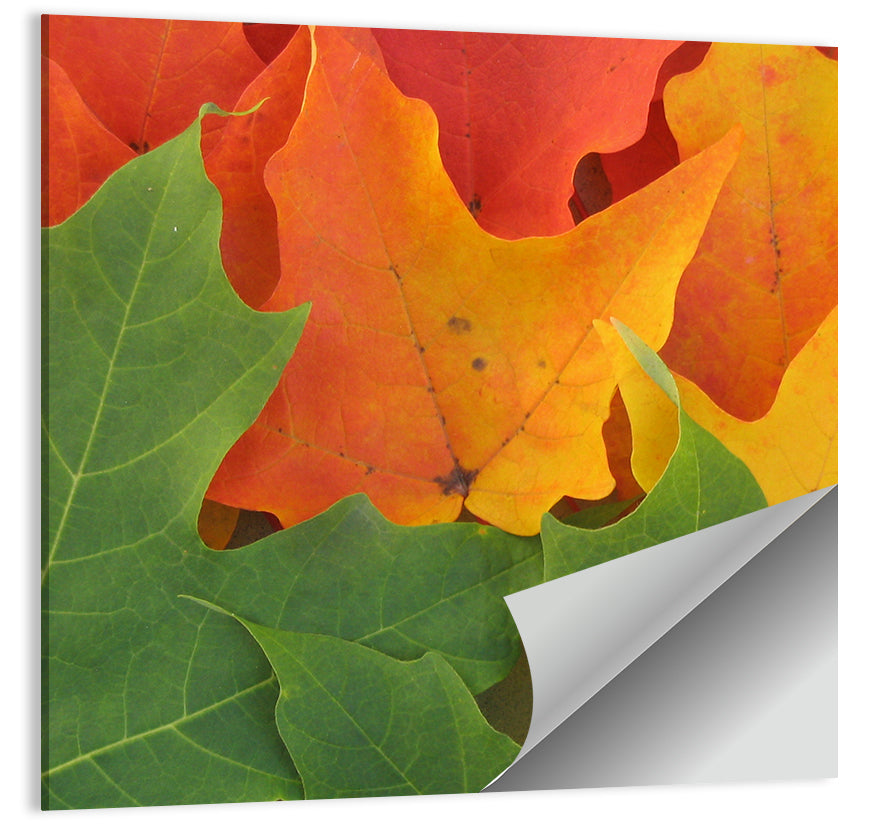 Leaves Wall Art