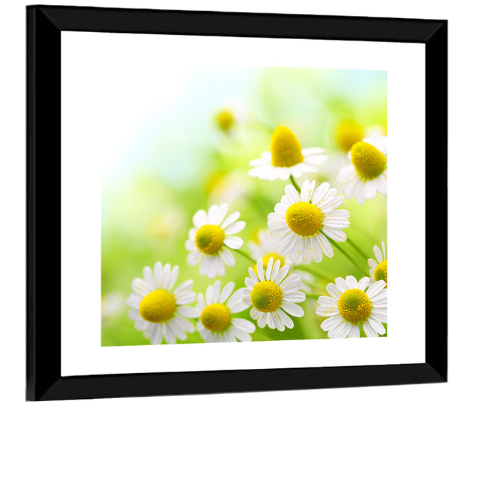 Chamomile Close-up Wall Art as a framed print