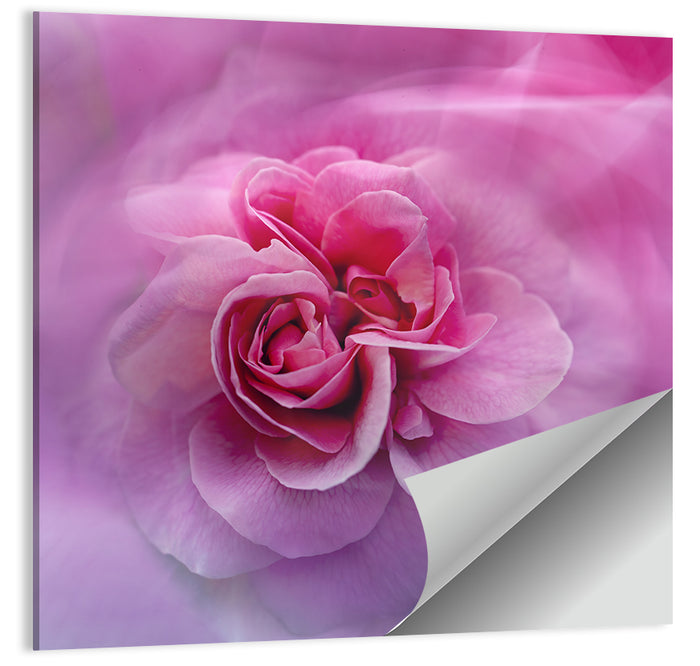 Ethereal Pink Rose Bloom Wall Art as a poster print