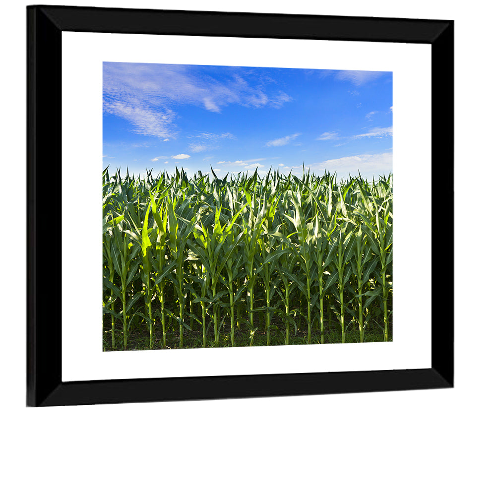 Green Corn Field Wall Art