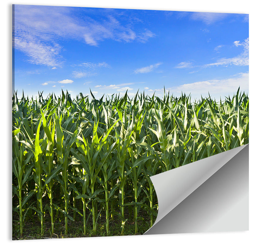Green Corn Field Wall Art