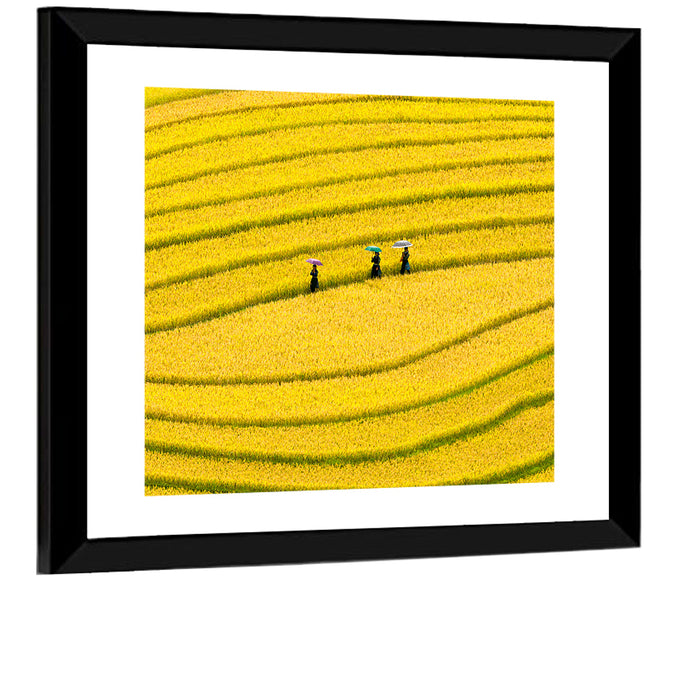 Golden Rice Terraces with Umbrellas Wall Art as a framed print