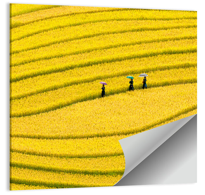 Golden Rice Terraces with Umbrellas Wall Art as a poster print