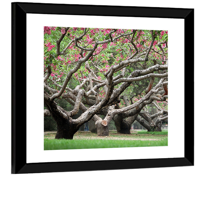 Peach Orchard in Bloom Wall Art as a framed print