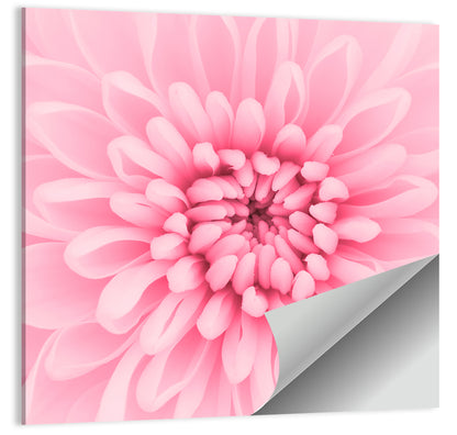 Chrysanthemum Petals Wall Art