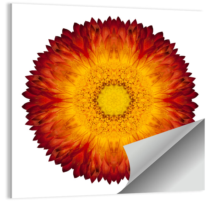 Kaleidoscopic Strawflower Mandala Wall Art as a poster print