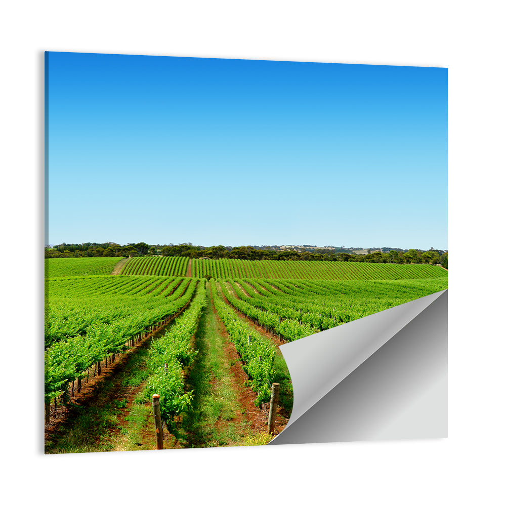 Sunlit Vineyard Rows Wall Art