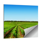 Sunlit Vineyard Rows Wall Art