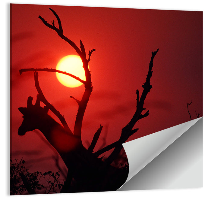 Giraffe Silhouette at Sunset Wall Art as a poster print