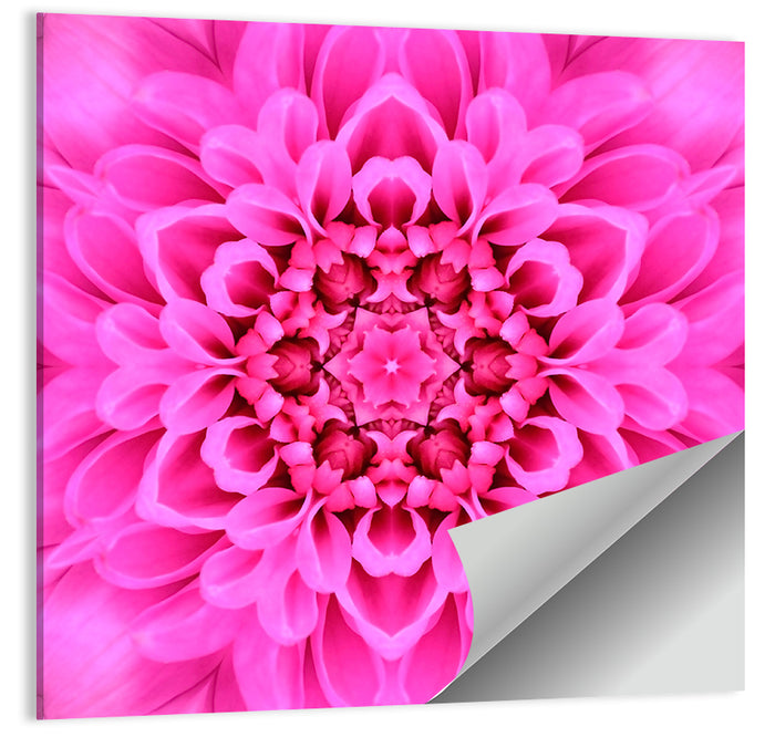 Kaleidoscopic Chrysanthemum Mandala in Magenta Wall Art as a poster print