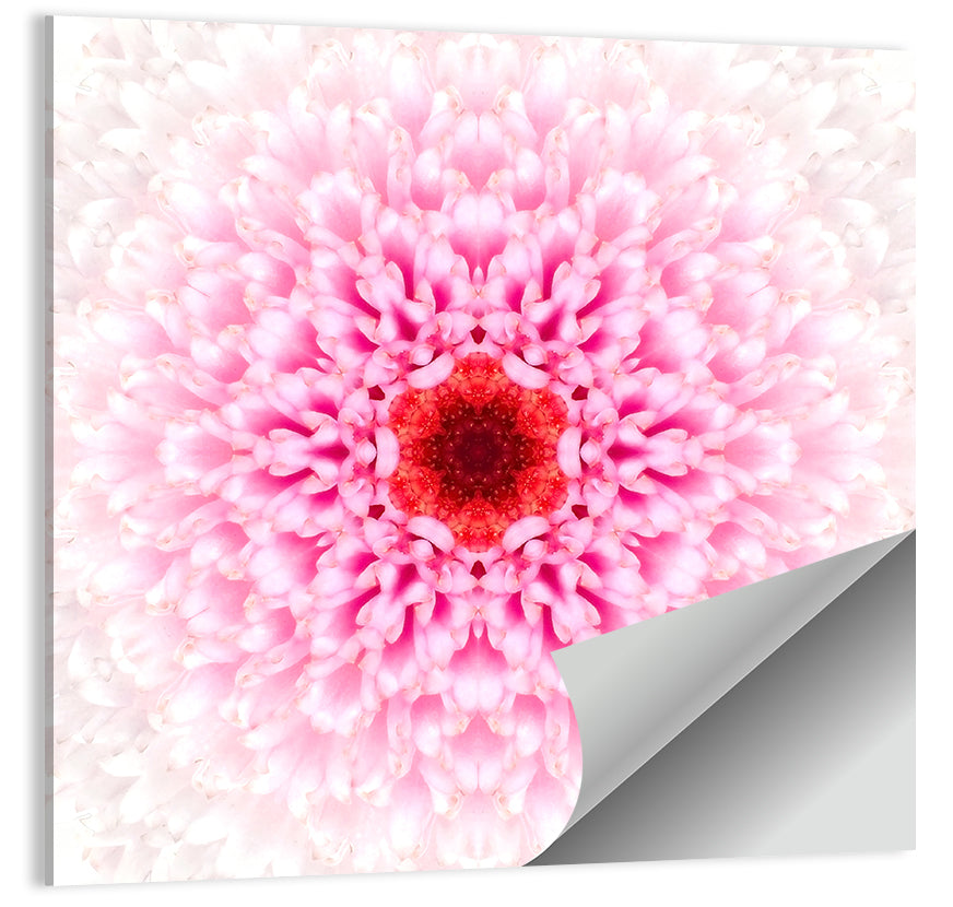 Pink Chrysanthemum Mandala with Deep Red Center Wall Art