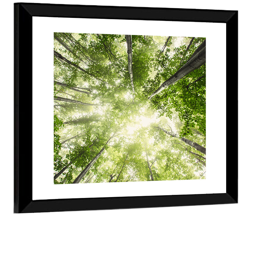 Misty Spring Forest Wall Art