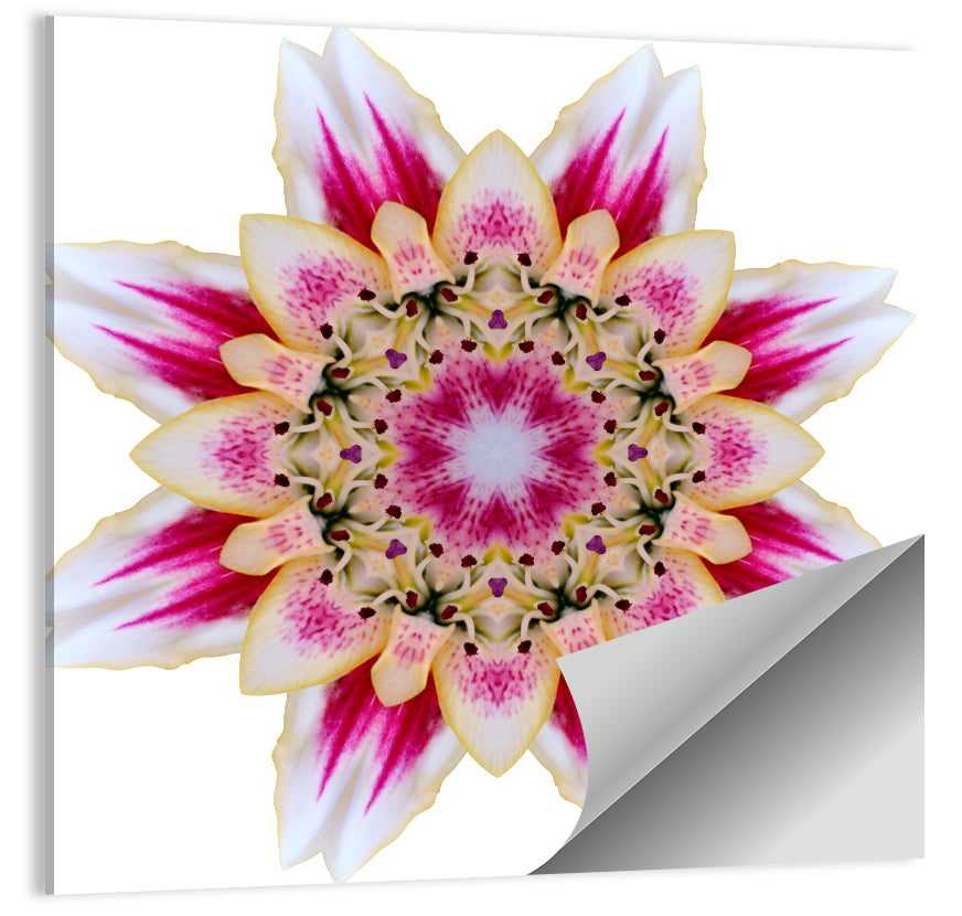 Pink Lily Star Mandala Pattern Wall Art