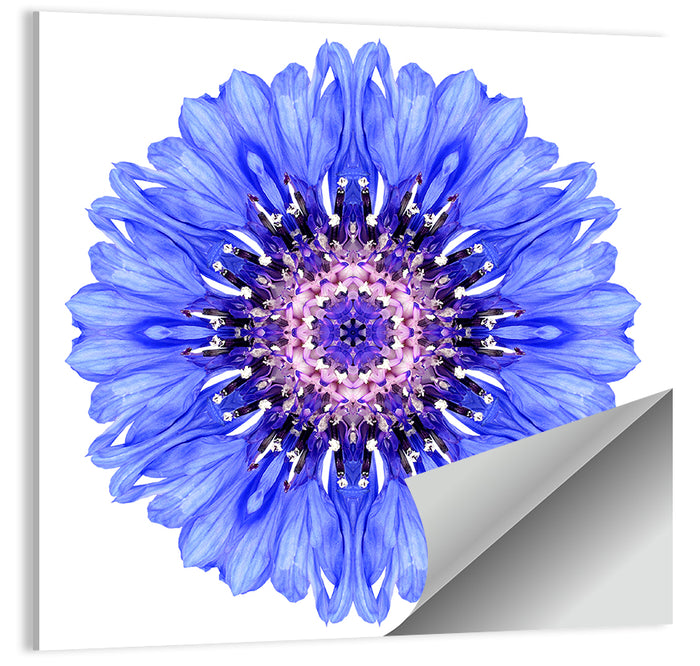Blue Cornflower Mandala Pattern Wall Art as a poster print