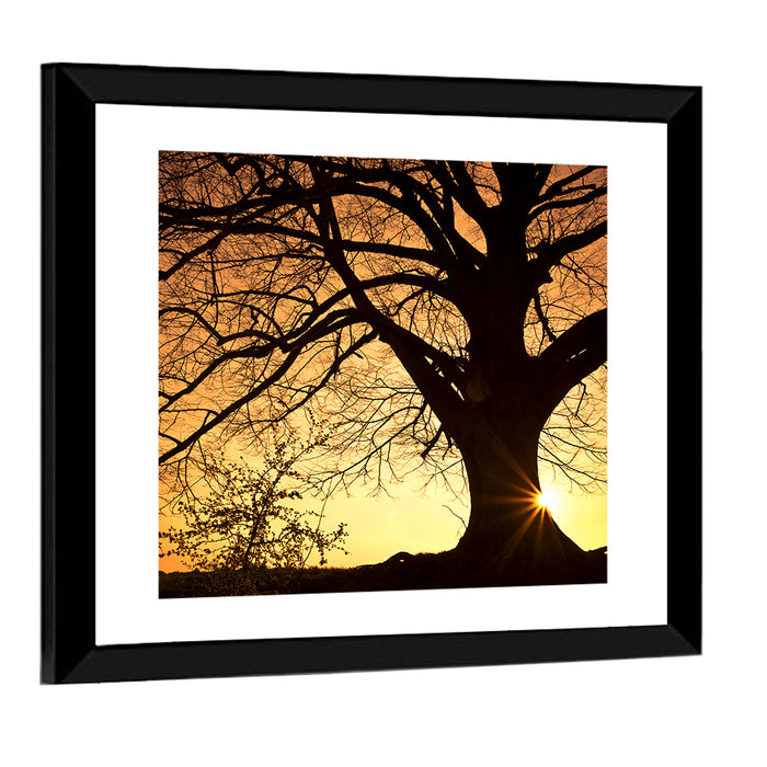 Willow Tree Sunset Wall Art as a framed print