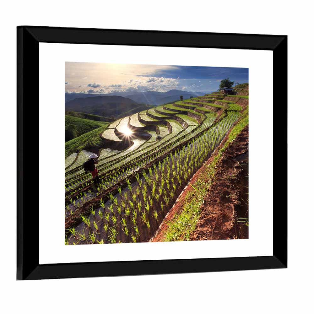 Chiang Mai Rice Fields Wall Art