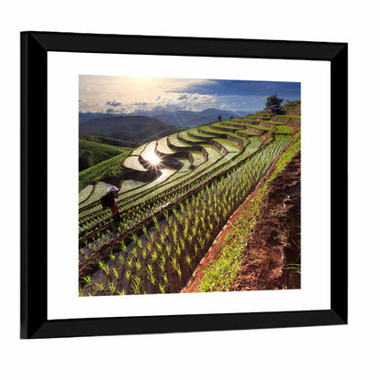 Chiang Mai Rice Fields Wall Art