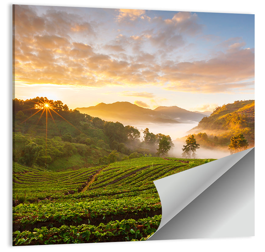 Strawberry Fields Sunrise Wall Art