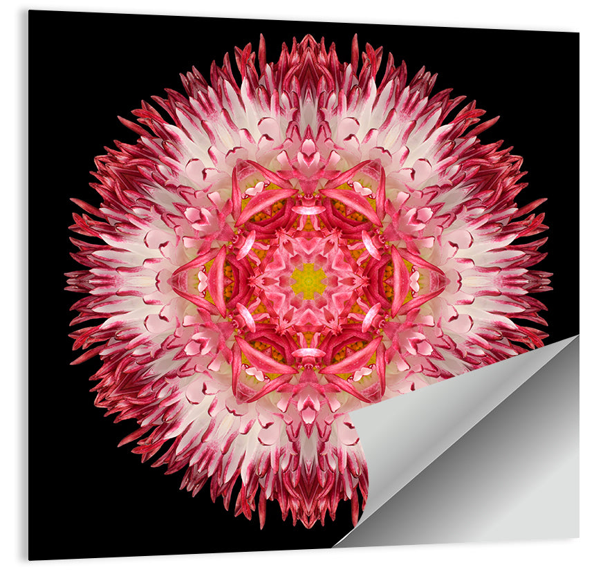 Magenta Chrysanthemum Star Mandala Wall Art