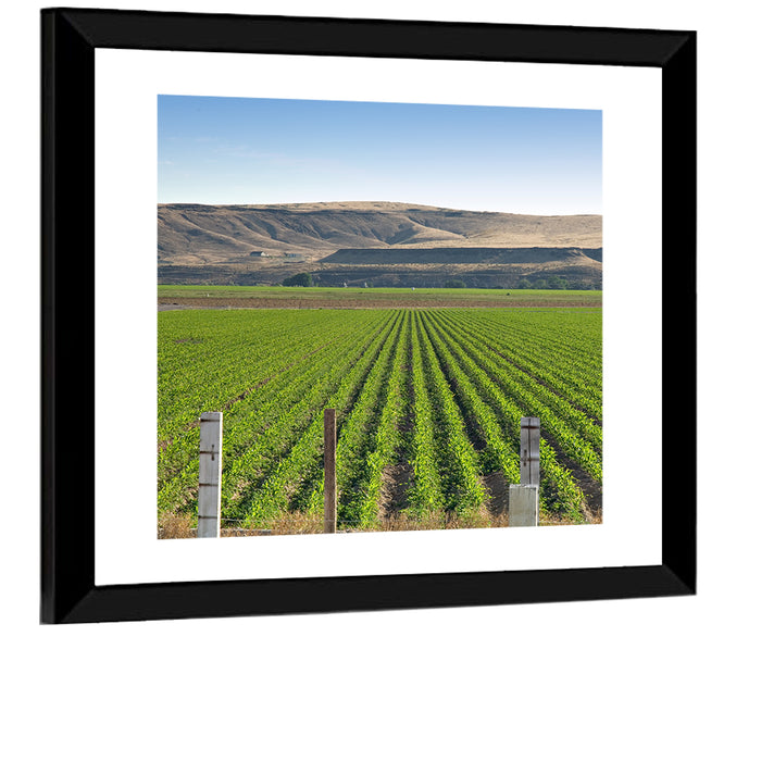 Idaho Corn Field Wall Art as a framed print