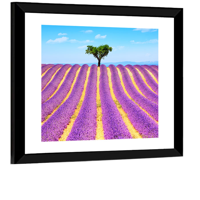 Lavender Field Wall Art as a framed print