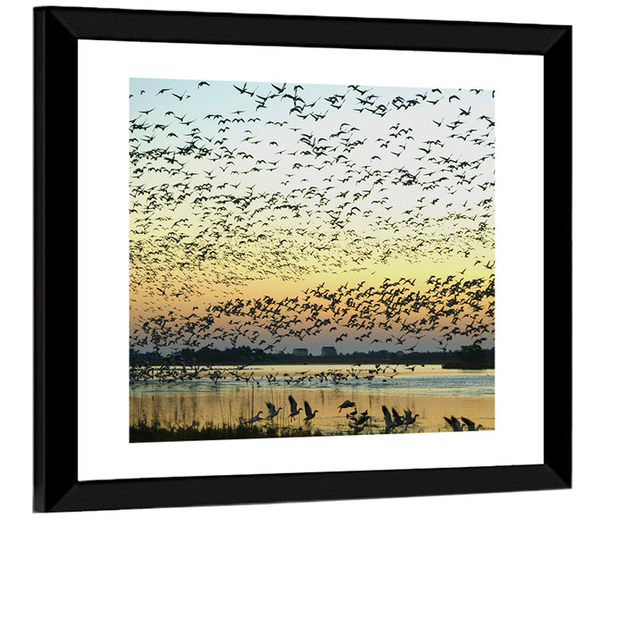 Snow Geese Over River Wall Art as a framed print