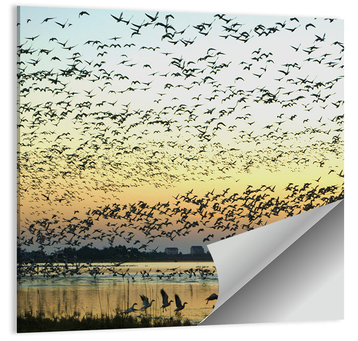 Snow Geese Over River Wall Art as a poster print