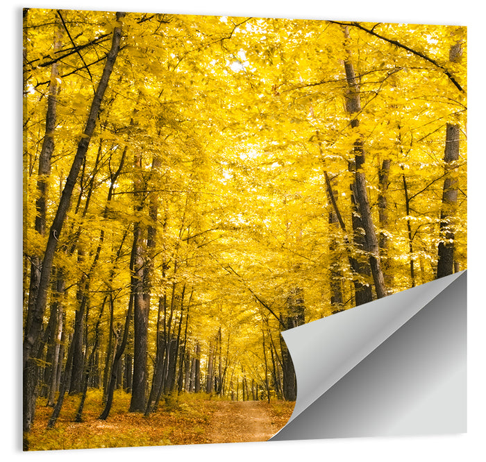 Yellow Autumn Forest Path Wall Art as a poster print