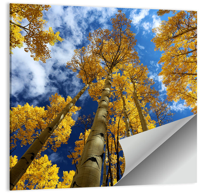 Golden Aspen Canopy View Wall Art as a poster print