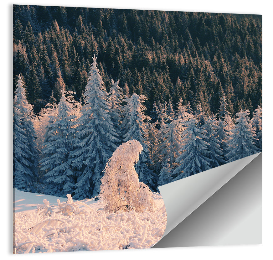 Carpathian Forest at Golden Hour Wall Art