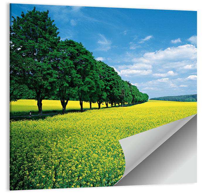Spring Field of Yellow Flowers Wall Art as a poster print