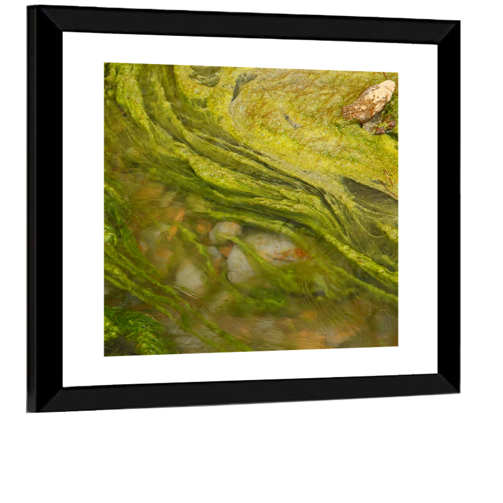 Macro Algae Stream Wall Art