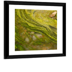 Macro Algae Stream Wall Art